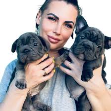 Hembra full fluffly Panda husky Blue and tan pink 10 meses Entrando a celó  🧨🧨✈️✈️✈️✈️ @destacar Majestic Bullkennels