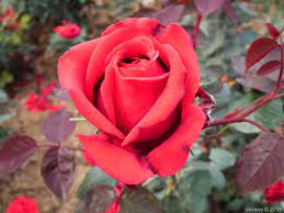 However, deer prefer not to eat many kinds of flowers, both annuals and perennials, in different colors, sizes and types of foliage. Five Different Type Of Rose Flowers Photo Trap