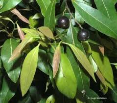 Image result for Cryptocarya woodii