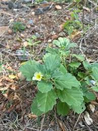 Image result for Pedalium murex