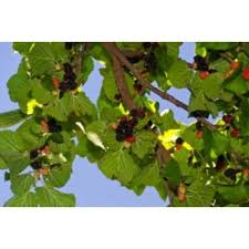 The most common weeping mulberry tree material is metal. Mulberry Trees For Sale From Paradise Nursery Buy Fruits Tree Online