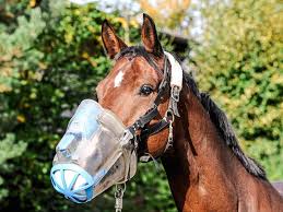 We did not find results for: Vacunas Para Caballos Tipos Y Momentos De Aplicacion 2020