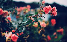 Pin On Roses Drops