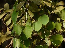 Image result for Cissampelos