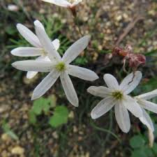 Image result for Commiphora schlechteri