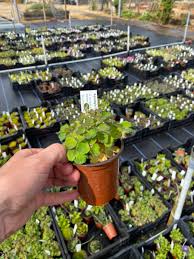 Image result for Aquilegia flabellata ministar