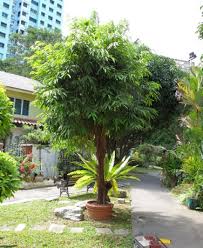 Image result for Ficus barteri