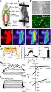 Merkel nerve endings are mechanoreceptors, a type of sensory receptor, that are found in the basal epidermis and hair follicles. Merkel Cells Transduce And Encode Tactile Stimuli To Drive Ab Afferent Impulses Sciencedirect