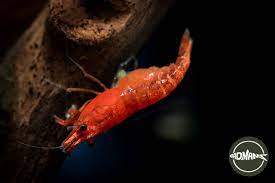 Pregnant Cherry Shrimp: A Complete Guide To Taking Care Of Them