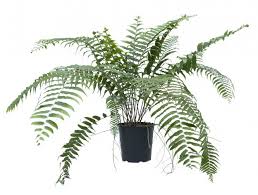 Image result for Nephrolepis biserrata