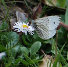 Image result for Pieris napi