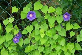 Image result for Ipomoea vernalis