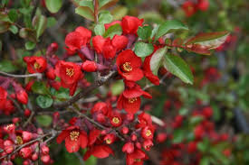 Image result for Kotschya speciosa