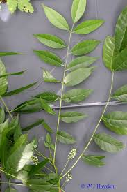 Image result for Trichilia