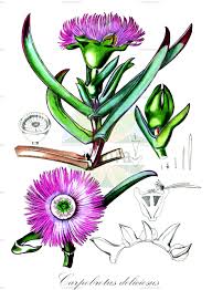 Image result for Aizoaceae