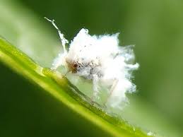 白い虫 ワタムシ と 新 ぼちぼち植物などを