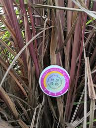 Serai wangi merupakan sumber minyak esensial yang dikenal dengan minyak citronella. Rebatch Serai Wangi Citronella Yetpin S Edible Garden Facebook