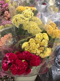 We will be discussing our txsmartbuy. Texas Austin Bill Doran Company Wholesale Florist Bulk Flowers Nationwide