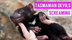 We did not find results for: Cute Tasmanian Devil Screaming And Growling Compilation 2017 Youtube