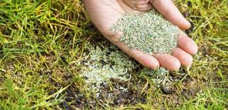 Einzig den idealen zeitpunkt zur nachsaat gilt es noch abzupassen. Rasen Nachsaen Oder Erneuern Gartenfans Info