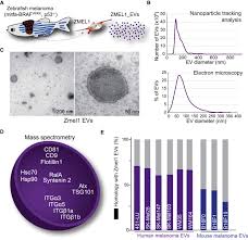 Bu yardıma hane içinde kişi başına düşen geliri net asgari ücretin 1/3'ünden (701.32 tl) az olan haneler başvurabiliyor. Studying The Fate Of Tumor Extracellular Vesicles At High Spatiotemporal Resolution Using The Zebrafish Embryo Sciencedirect
