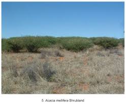 Image result for Salsola rabieana