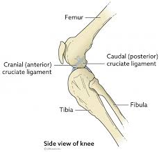 Helpful, trusted answers from doctors: Cruciate Ligament Rupture In Dogs Vca Animal Hospital