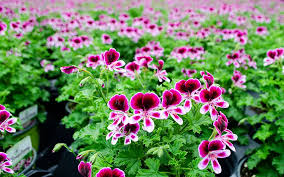 Image result for Pelargonium mossambicense