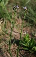 Image result for Wahlenbergia huttonii