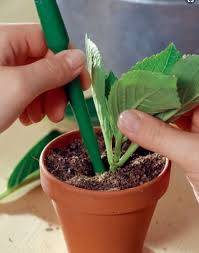 On peut soit les grouper dans un conteneur, soit les piquer en pleine terre. Comment Bouturer Les Hortensias Bouture Hortensia Boutures Hortensias