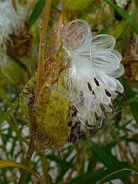 Image result for Gomphocarpus semiamplectens