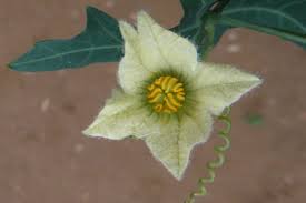 Image result for Coccinia sessilifolia