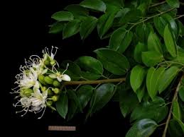 Image result for Hymenaea courbaril