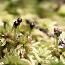 dwight whitaker (@dwightaker)