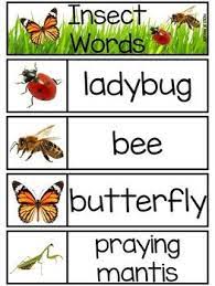 Insect Math And Literacy Centers For Preschool Pre K And Kindergarten Insects Preschool Insects Kindergarten Insects Theme Preschool