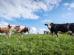 Groupe  sympatique amusant possibiliter de rencontrer de grande personne  avec conversation instantané age max 25 ans; Notre Top 7 Des Races De Vaches Swissmilk