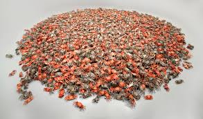 The latest tweets from 艾未未 ai weiwei (@aiww). 3200åªèžƒèŸ¹ä¸Žæ— æ³•é˜»æ­¢çš„è‰¾æœªæœª çº½çº¦æ—¶æŠ¥ä¸­æ–‡ç½'
