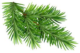 Christmas tree infographic psd green leaves branches brushes pack Christmas Fir Tree Branch Illustration Vector 04 Free Download