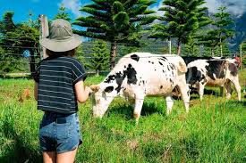 Maybe you would like to learn more about one of these? Kinabalu Park With Rumah Terbalik Desa Cow Farm Marriott