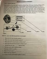 Transcription worksheet key press the quot enter quot key to search when you see the form you want select with transcriptionists to notify them that the interviews and or summary worksheets have been uploaded. Solved Protein Synthesis Worksheet Part A Read The Follo Chegg Com