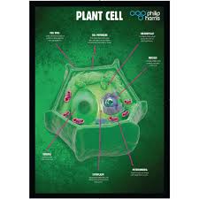 Maybe you would like to learn more about one of these? E8r07856 Pack Of 3 Posters Cell Structures Findel International