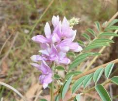 Image result for Indigofera bainesii