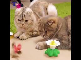 Create an account or log into facebook. Interactive Bird Toy For Cats Youtube