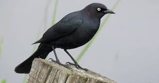 Two groups of birds in the parvorder passerida: Top 10 Amazing Types Of Black Birds World S Top Insider