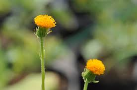 Image result for Crassocephalum vitellinum