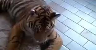 Tiger Yawn Hayvanlar Kopek Kedi