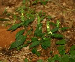 Image result for Justicia flava