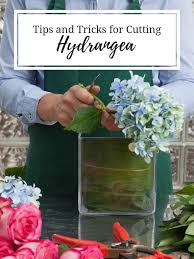 Check spelling or type a new query. Tips And Tricks For Cutting Hydrangea