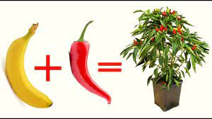 See 306 unbiased reviews of peperoncino, rated 4 of 5 on tripadvisor and ranked #100 of 424 restaurants in rethymnon. Terra Banana Peperoncino Uniscili Ed Il Risultato Ti Sorprendera Youtube