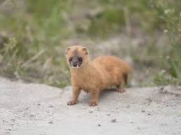 Перевод контекст もらいました c японский на русский от reverso context: ã‚¢ãƒ–ãªã™ãŽã‚‹å®³ç£å›³é'' è¾²å®¶ã®æ•µã¨ãã®æ'ƒé€€æ–¹æ³• ã‚¤ã‚¿ãƒç·¨